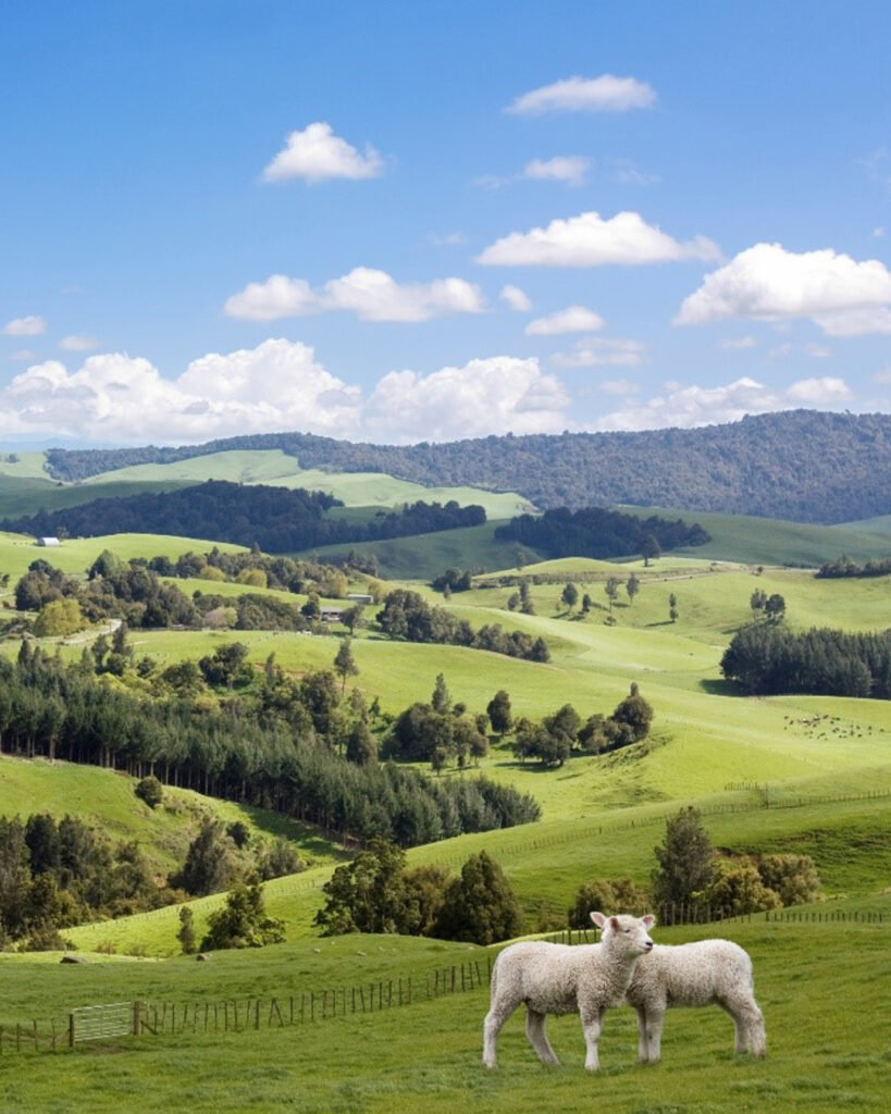 ニュージーランド留学